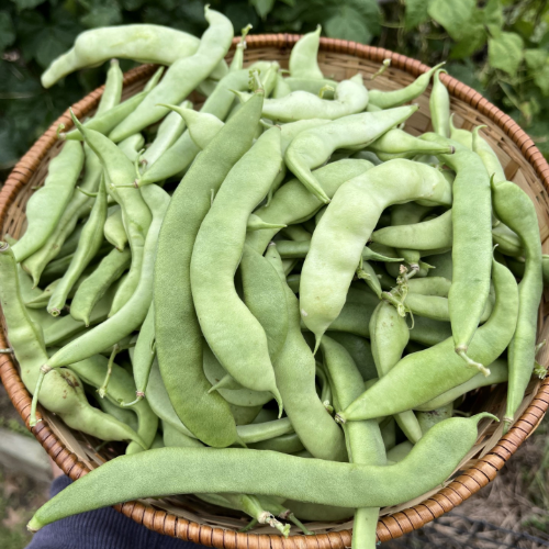 Case Knife Beans in a bowl.png thumbnail